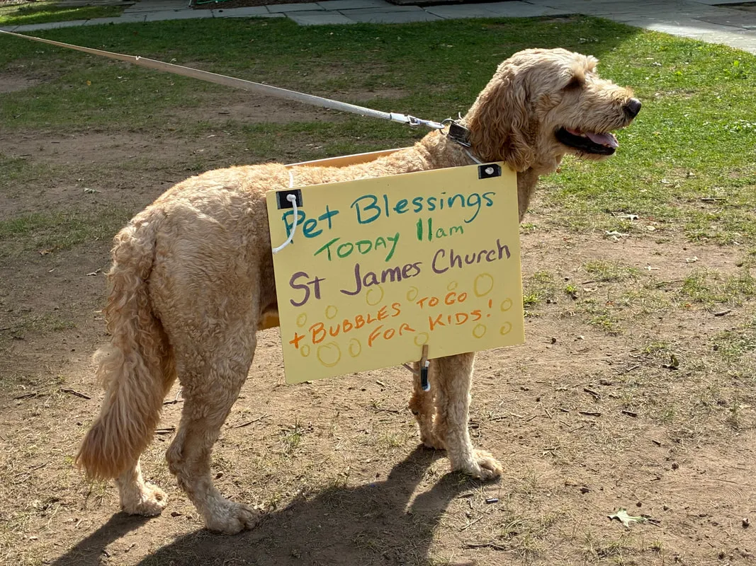 A dog wearing a hand-lettered sign for the St. James pet blessing